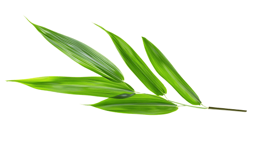Wellness Image